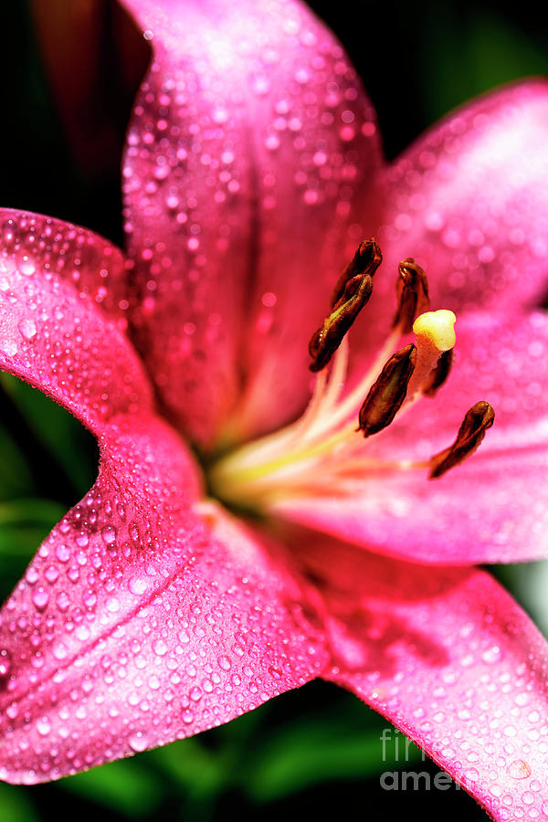 Lily with Dew Photograph by Thomas R Fletcher
