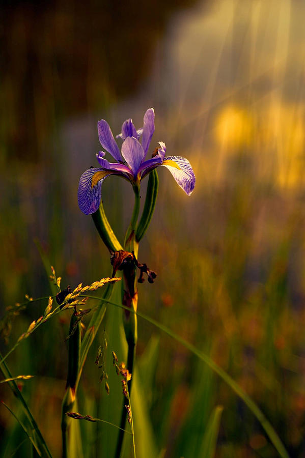 Purple Iris in Golden Sunset Photograph by Theresa Campbell