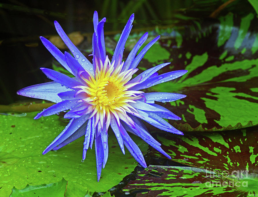  Starburst Water Lily in Rain Photograph by Larry Nieland