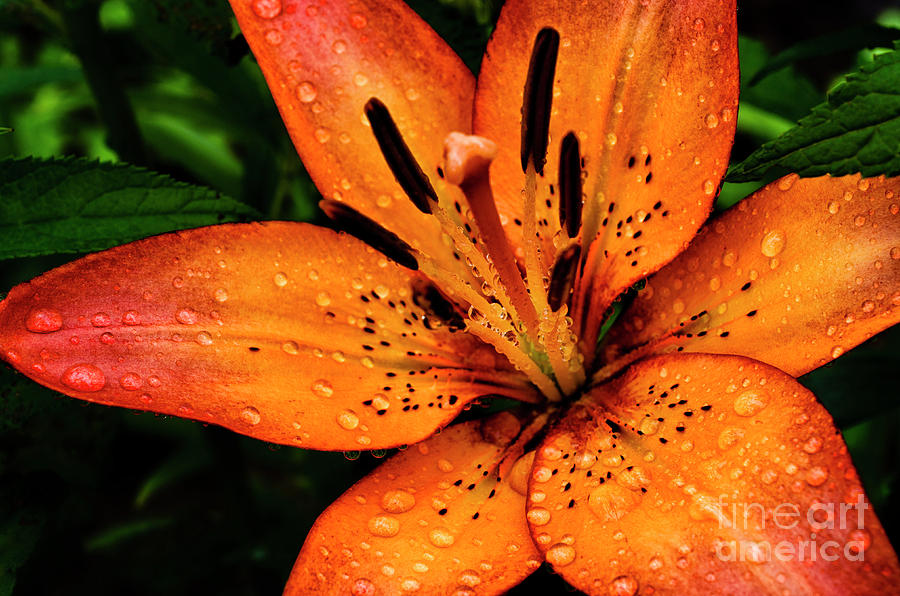 Lily Photograph - Lily with Raindrops by Thomas R Fletcher