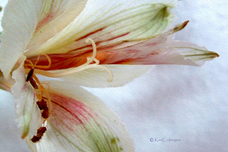Lily with Texture Photograph by Kae Cheatham