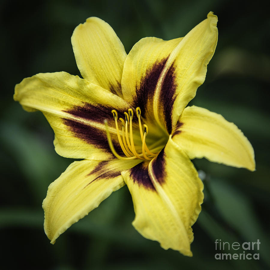 Lily Yellow 1 Photograph by Timothy Hacker