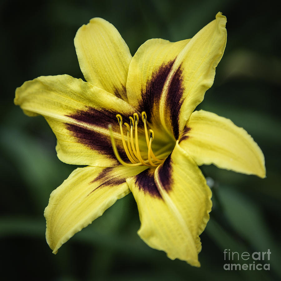 Lily Yellow Photograph by Timothy Hacker