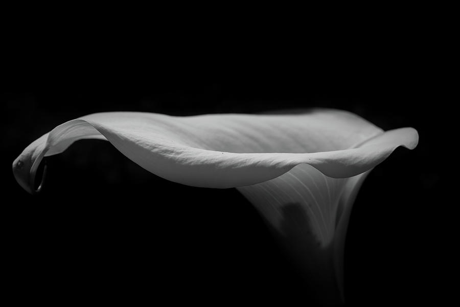 Lily Photograph - Lily2 by Iain Fielding