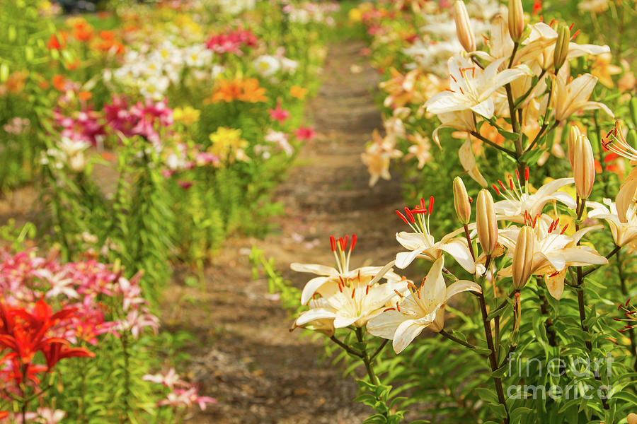Lilycrest Gardens Photograph by Marilyn Cornwell
