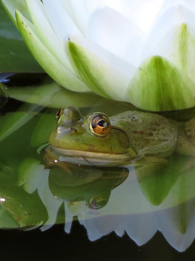 Lilyfrog - Frog with Water Lily Photograph by MTBobbins Photography