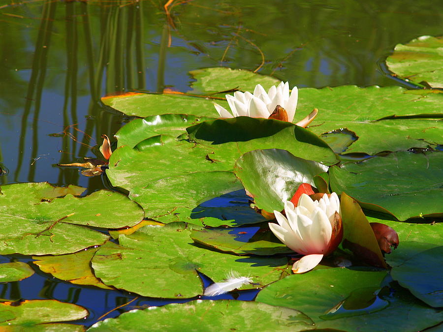 Water Photograph - Lilypad Flowers 2 by Carrie Putz