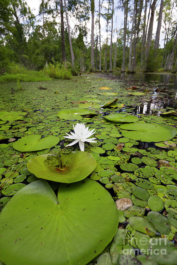 Lilypads and Flower in the Cypress Swamp Photograph by Dustin K Ryan