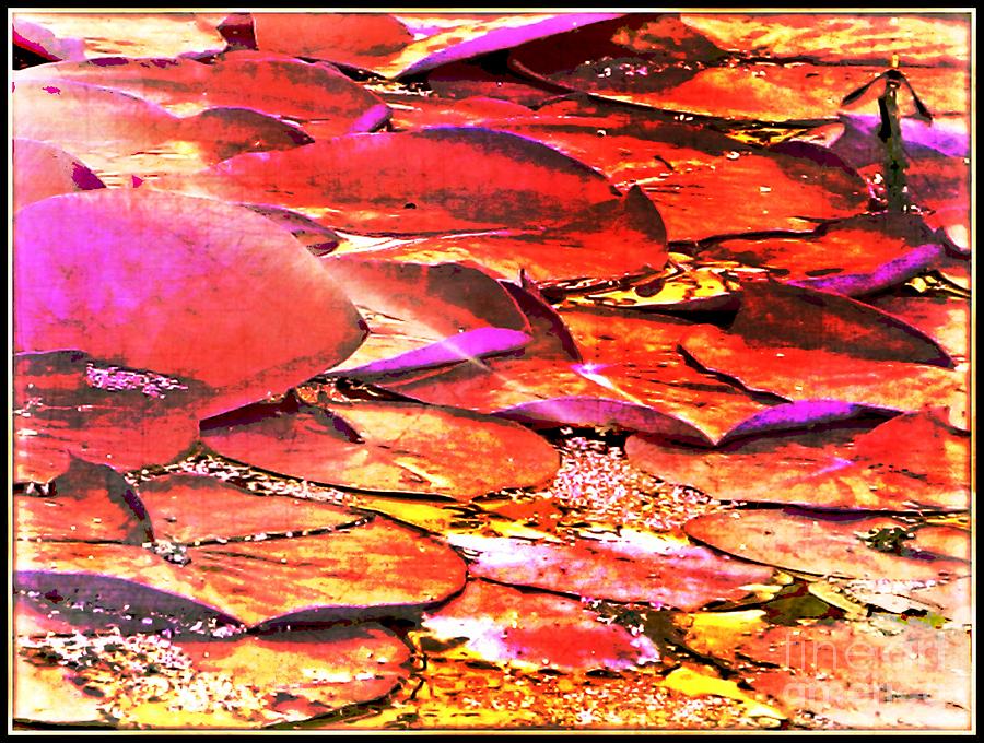 Crimson lilypads floating.. Photograph by Jolanta Anna Karolska