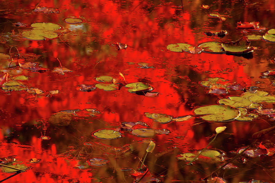 Lilypads In Crimson Photograph by Irwin Barrett