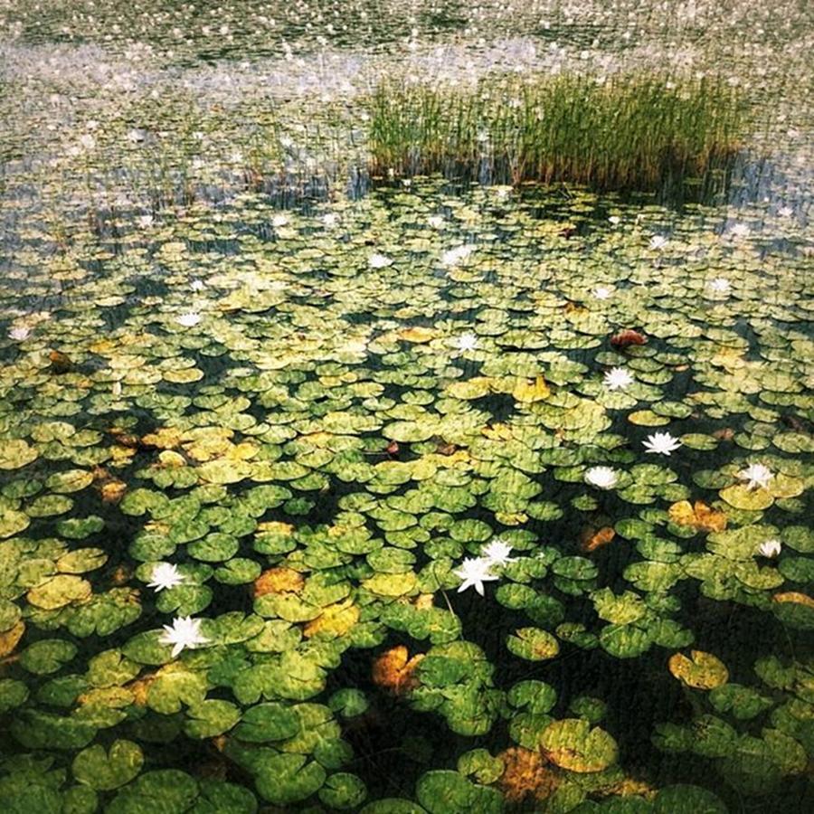 #lilypads Photograph by Tricia Elliott