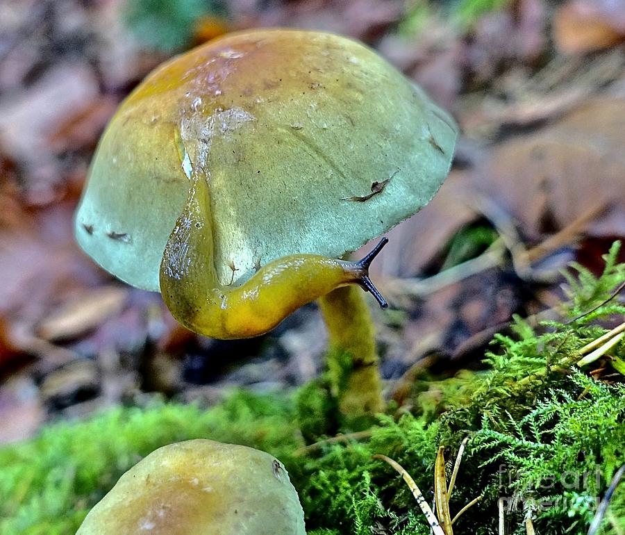 Mushroom Slug Photograph by Elisabeth Derichs