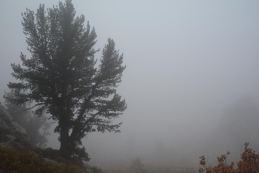 Limber Pine in Fog Photograph by Jenessa Rahn