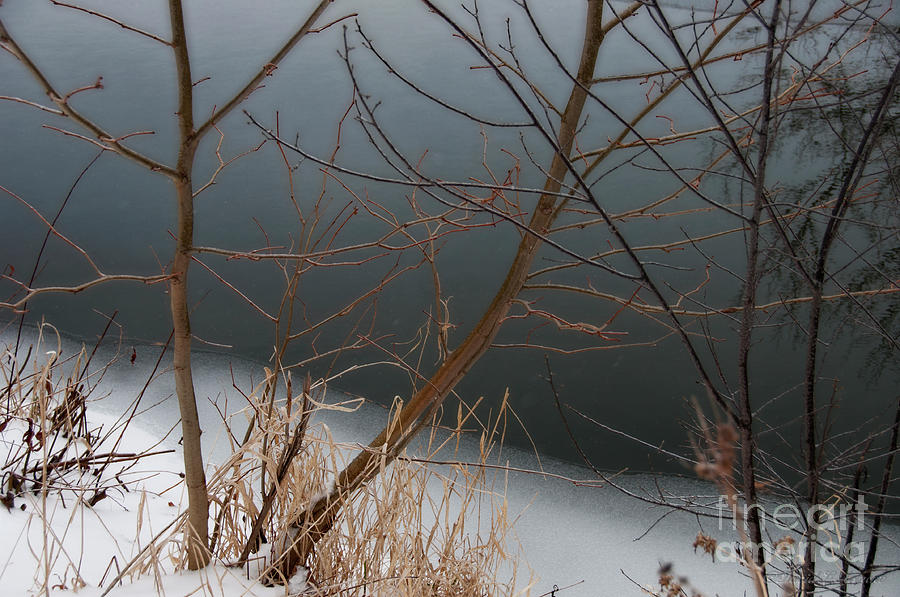 Limbs Ice Snow Photograph by David Arment