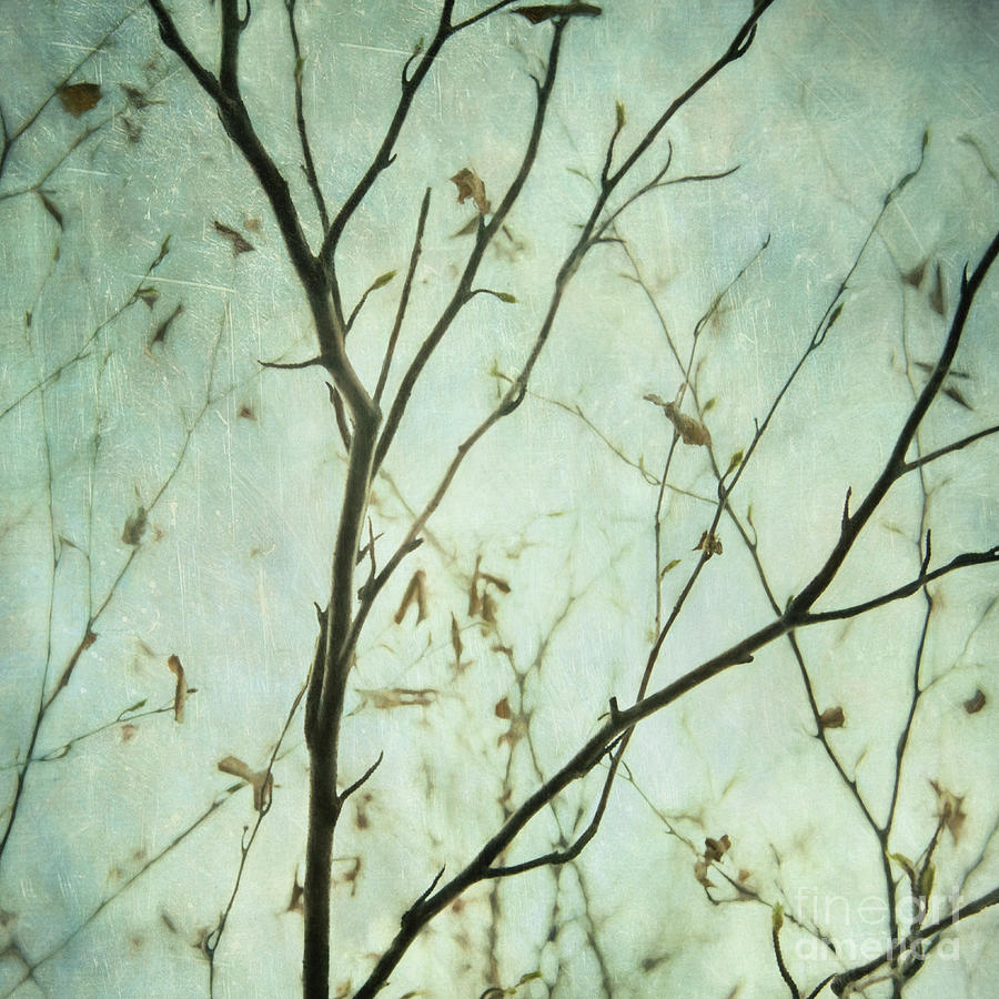 Limbs of a tree 5 Photograph by Priska Wettstein