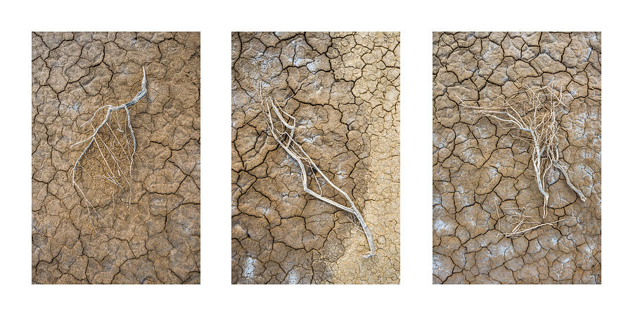 Desert Photograph - Limbs Triptych by Alexander Kunz
