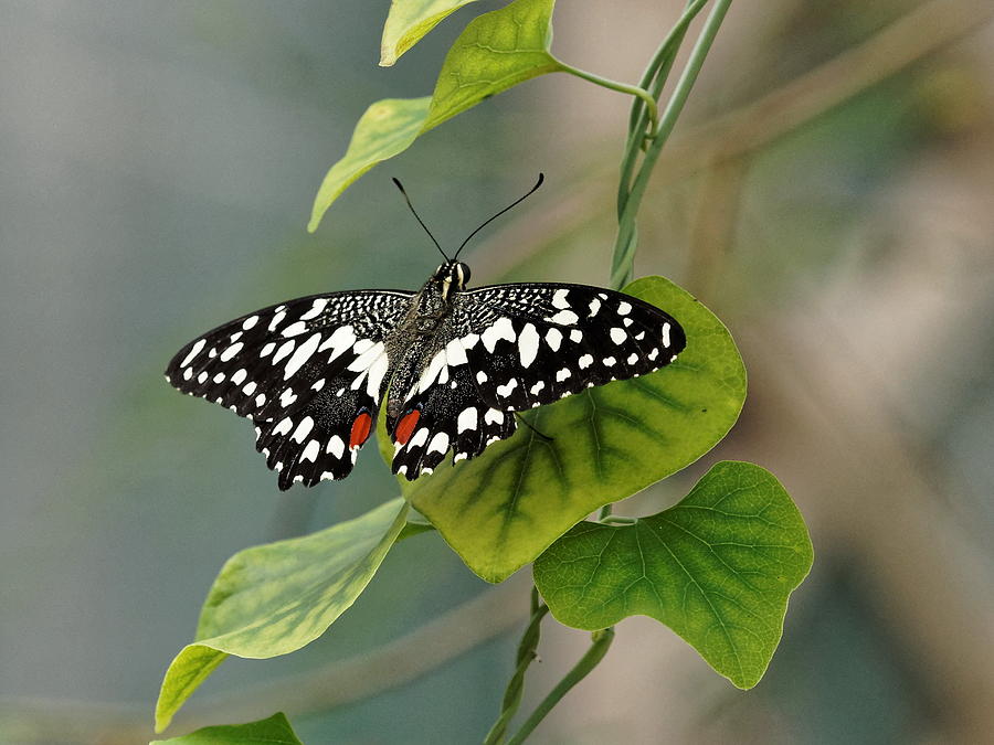 Lime/chequered swallowtail Butterfly by Paul Gulliver Lime/chequered swallowtail Butterfly by Paul Gulliver