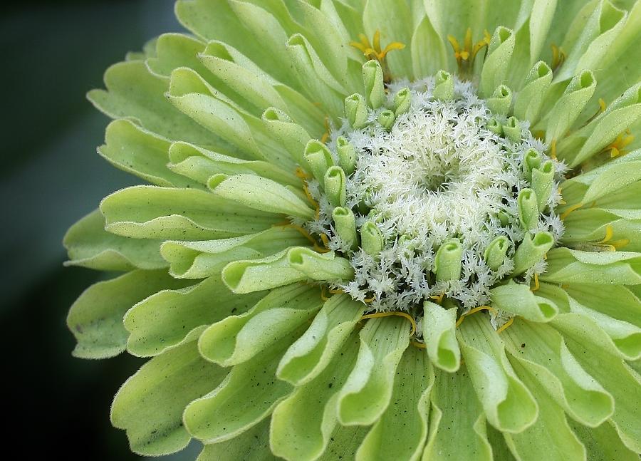 Nature Photograph - Lime Green Zinnia by Bruce Bley