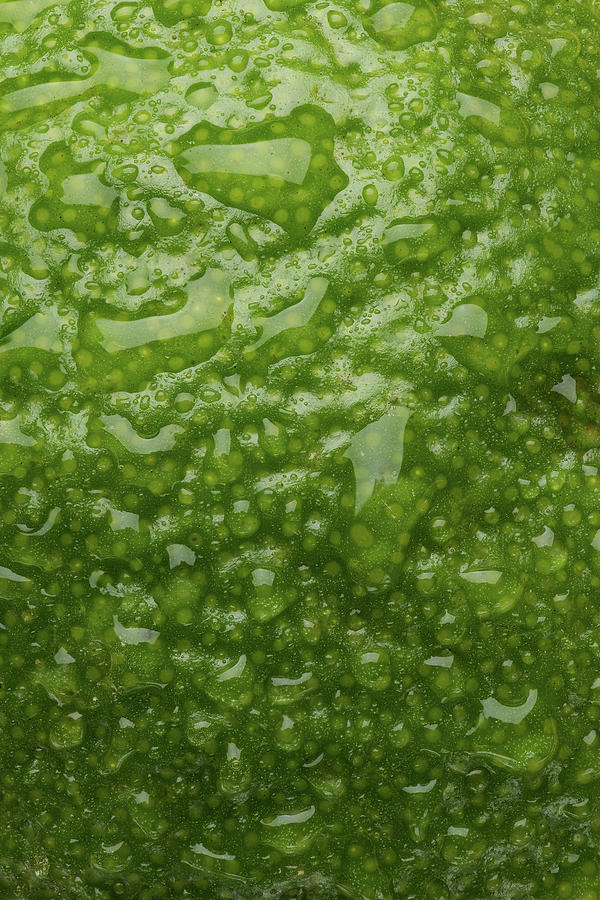 Lime Skin Photograph