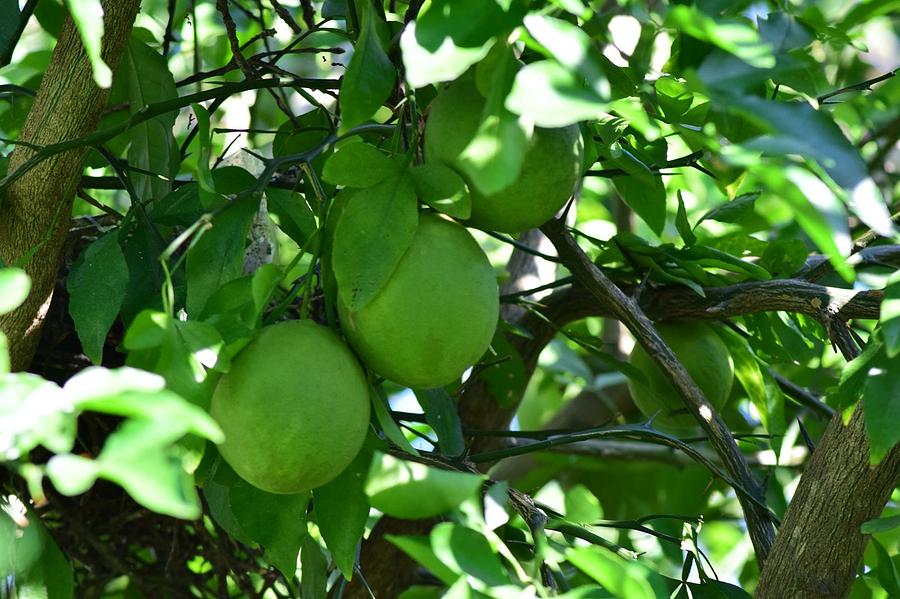 Lime Tree Photograph by Amber Skinner - Fine Art America