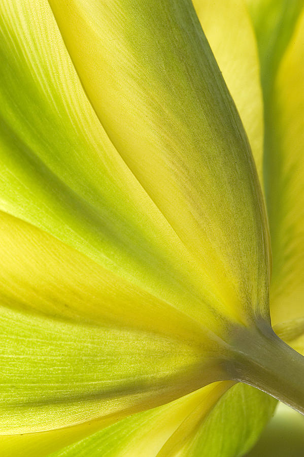 Lime Tulip Photograph by Jill Love