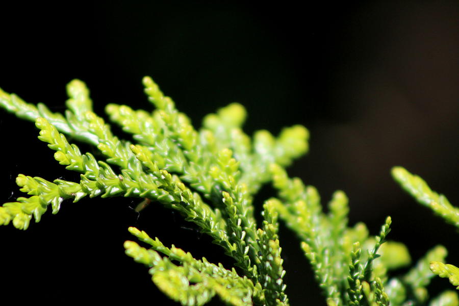 Limeade and Olive Green Cypress Tree - Macro Photograph by Colleen Cornelius