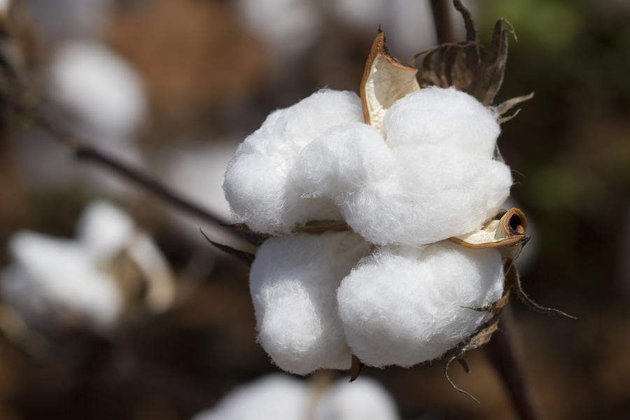 Limestone County Alabama Cotton Boll Photograph by Kathy Clark