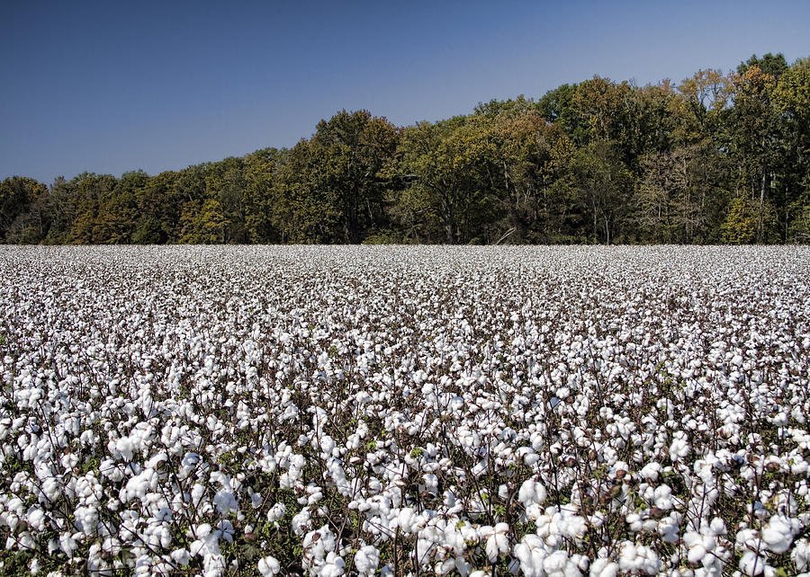 Limestone County Alabama Cotton Crop Photograph by Kathy Clark