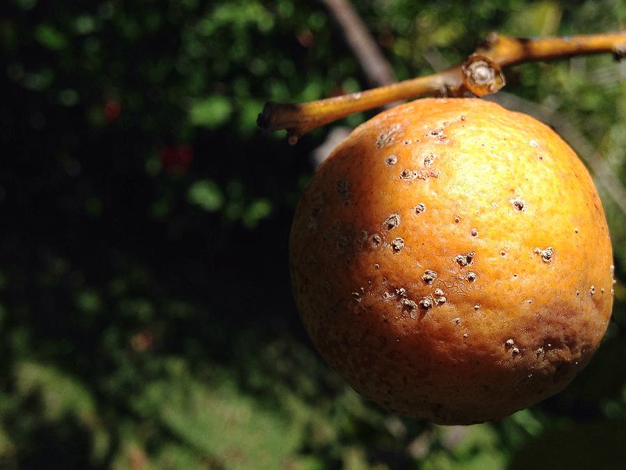 Limon mandarina Photograph by Olivier Calas
