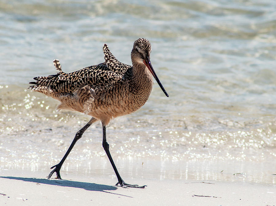 Marbled Godwit feeding