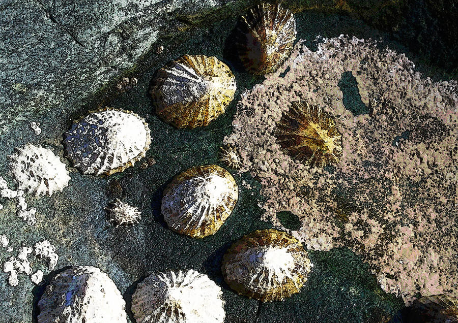 Limpets Digital Art by Julian Perry