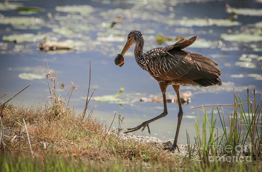 Limpkin and Apple Snail Photograph by Tom Claud