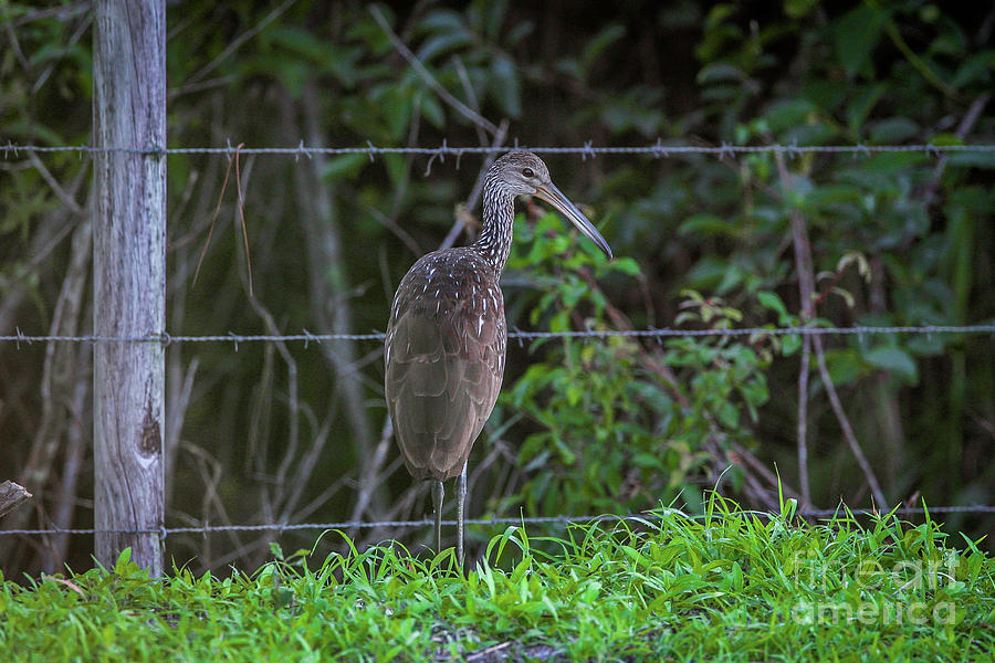 Limpkin and Fence Photograph by Tom Claud