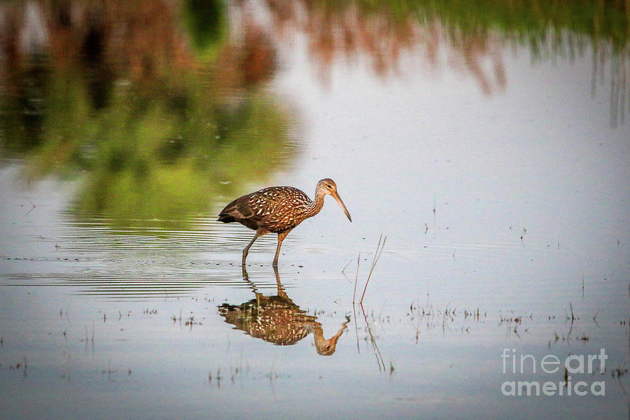 Wildlife Photograph - Limpkin and Reflection #2 by Tom Claud