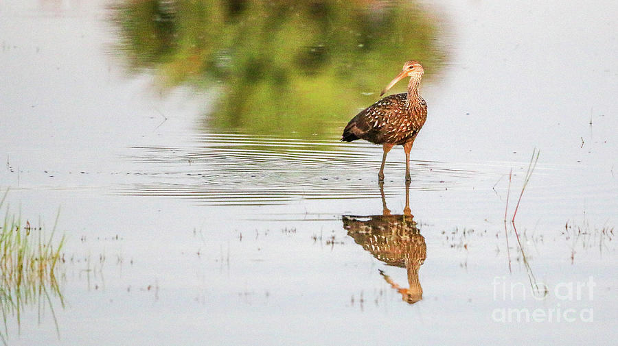 Limpkin and Reflection Photograph by Tom Claud