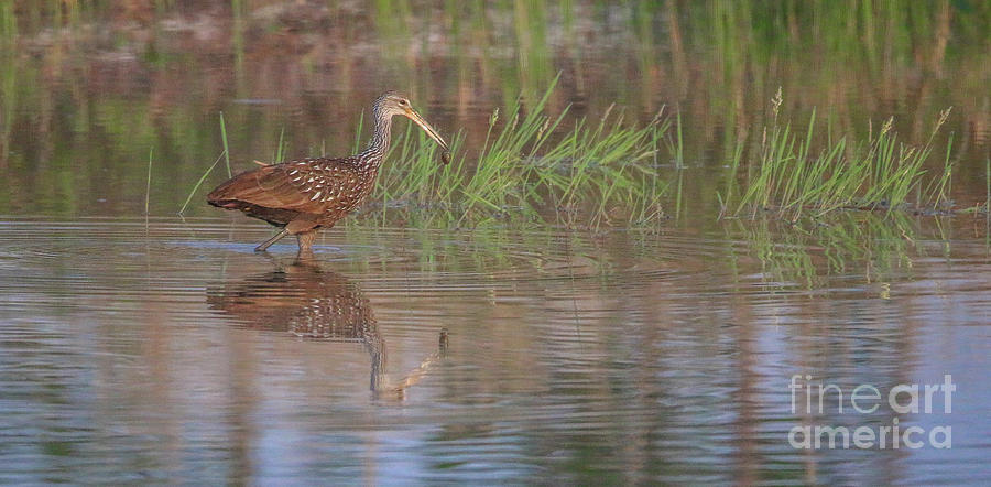 Limpkin and Snail Reflection Photograph by Tom Claud
