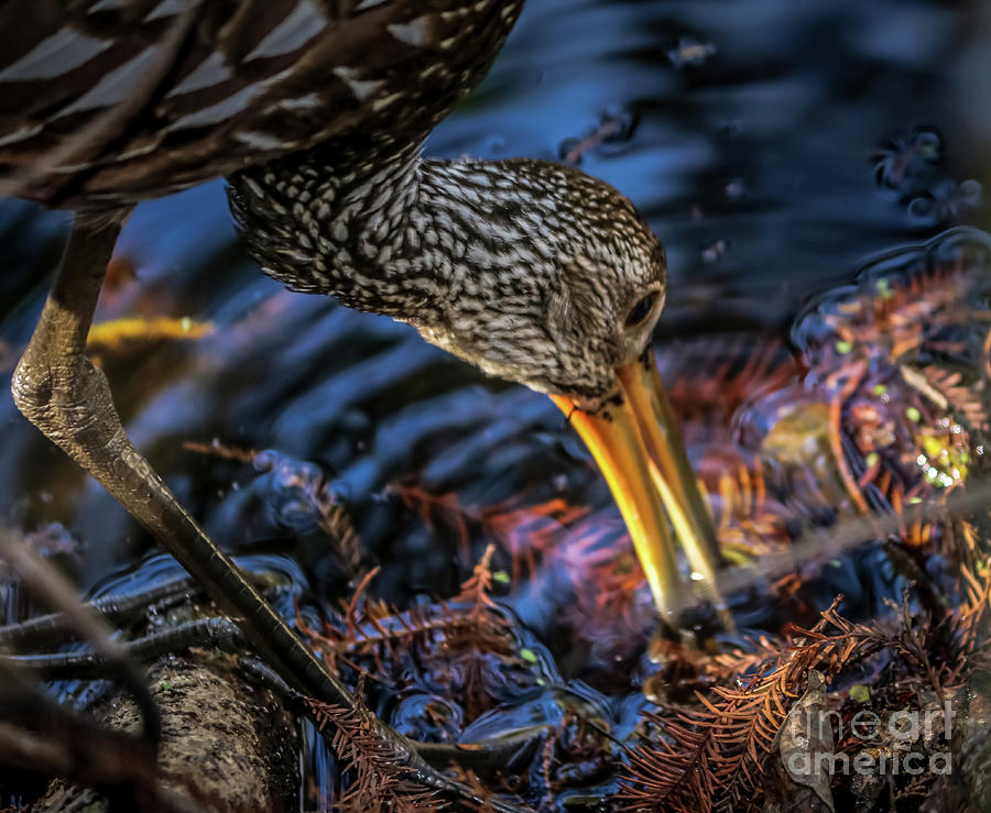 Limpkin bird Photograph by Claudia M Photography