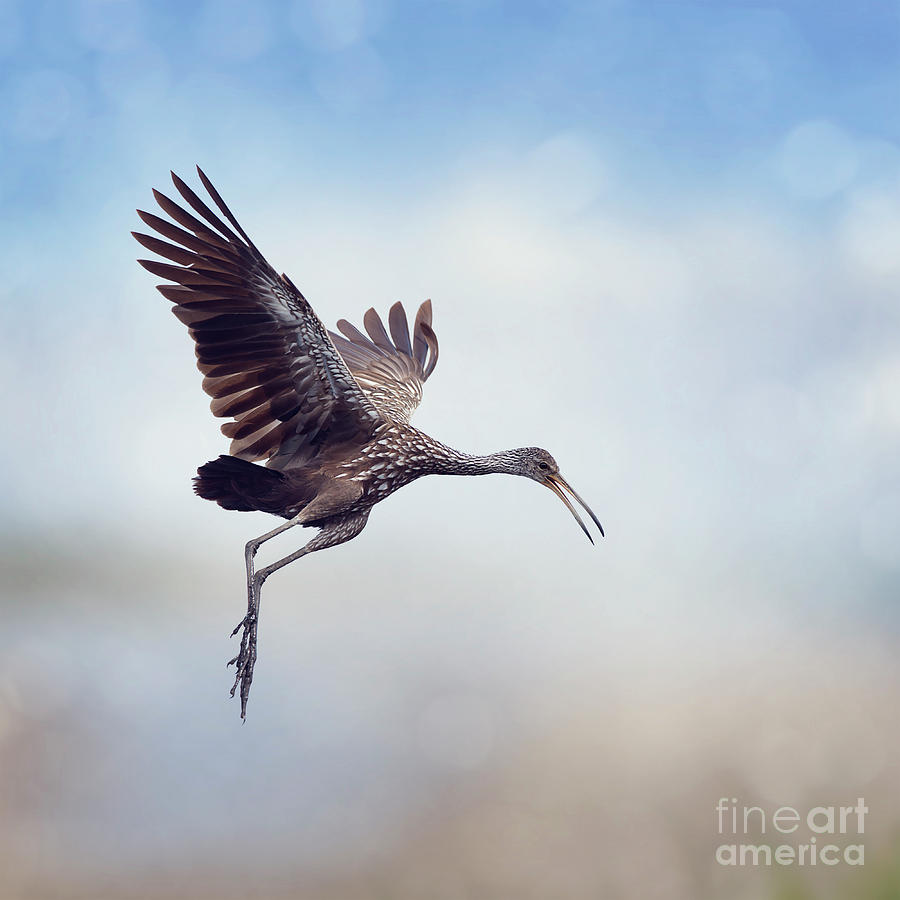 Limpkin Bird in Flight Photograph by Svetlana Foote - Pixels