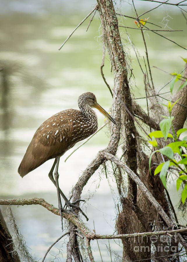 Limpkin by Brad Marzolf Photography Limpkin by Brad Marzolf Photography
