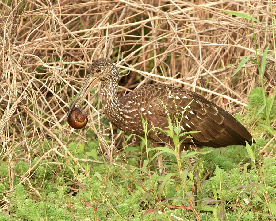 Wildlife Photograph - Limpkin Eating an Apple Snail by Artful Imagery
