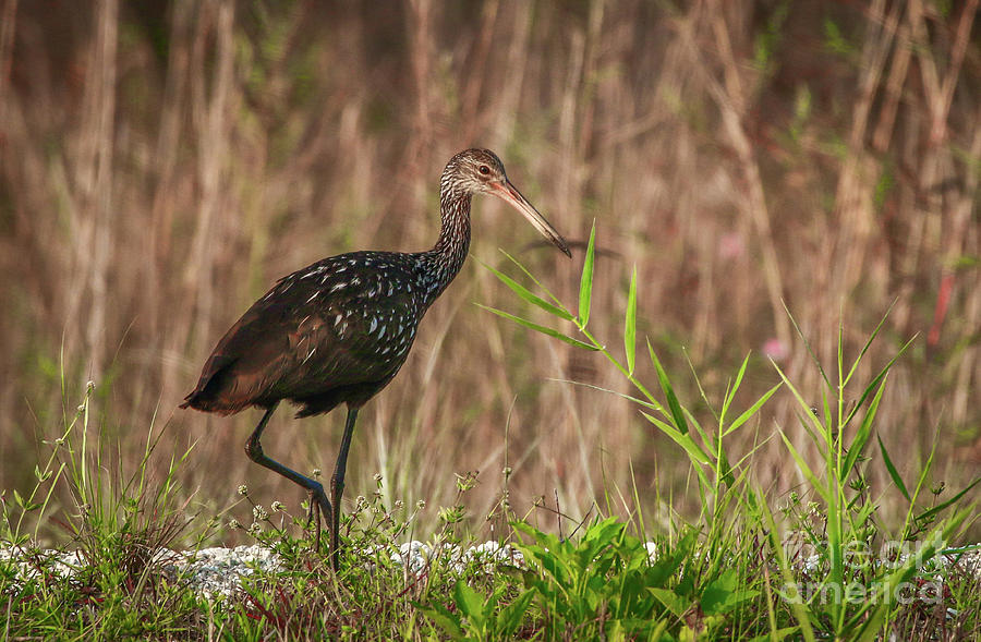 Limpkin in Grass Photograph by Tom Claud