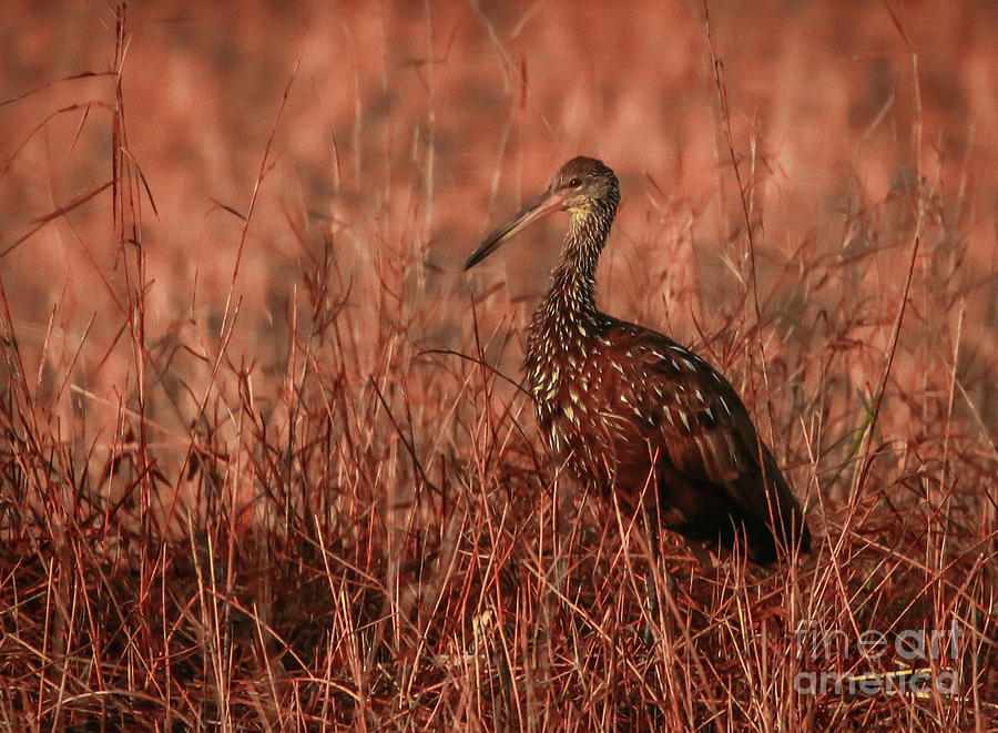Limpkin in Morning Light Photograph by Tom Claud