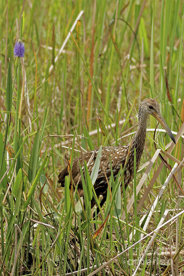 Limpkin In The Everglades Photograph By Natural Focal Point Photography