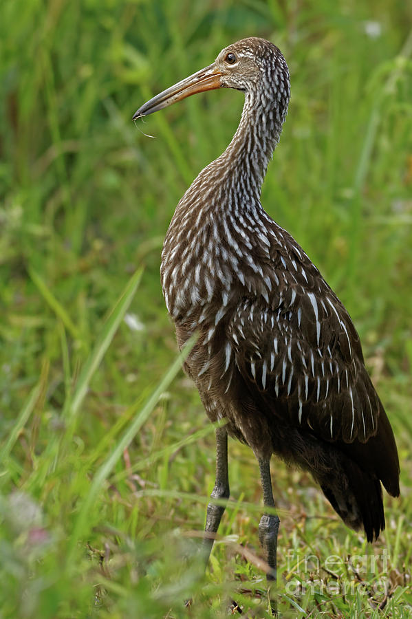 Limpkin in the Glades Photograph by Natural Focal Point Photography ...