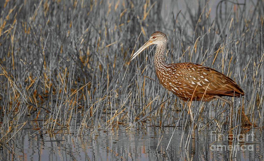 Limpkin in the Grass Photograph by Tom Claud