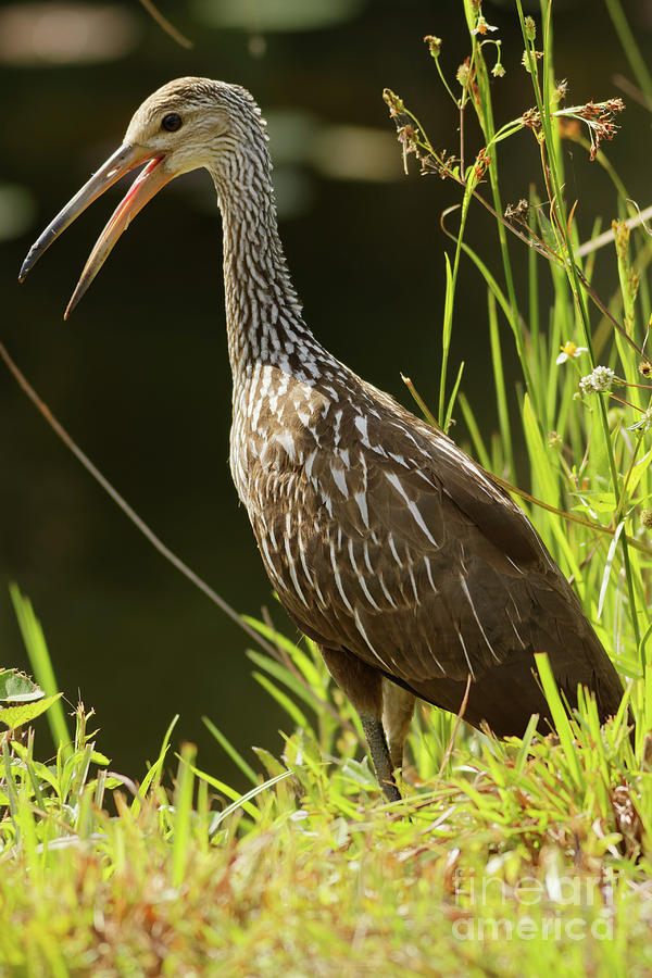 Limpkin in the Sun Photograph by Natural Focal Point Photography
