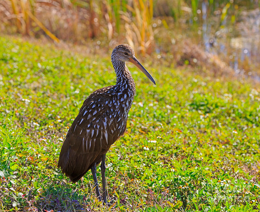 Limpkin Photograph - Limpkin in Viera Florida by Louise Heusinkveld