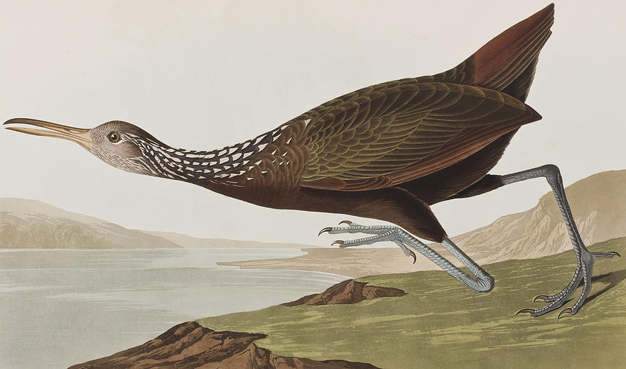 John James Audubon Painting - Limpkin by John James Audubon