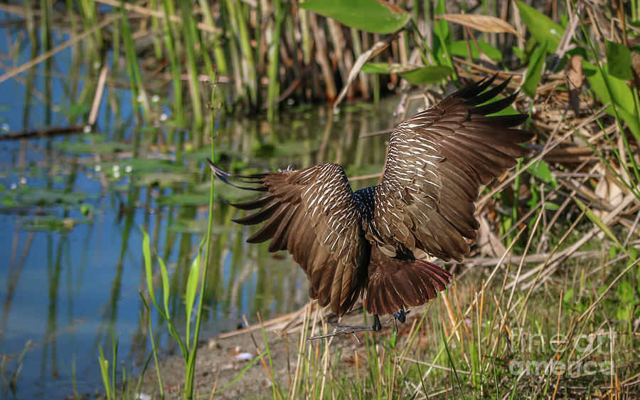 Limpkin Landing Approach Photograph by Tom Claud
