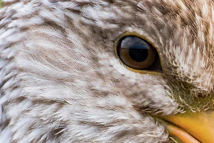 Birdwatching Photograph - Limpkin Look by Don Miller Birdwatching Photograph - Limpkin Look by Don Miller
